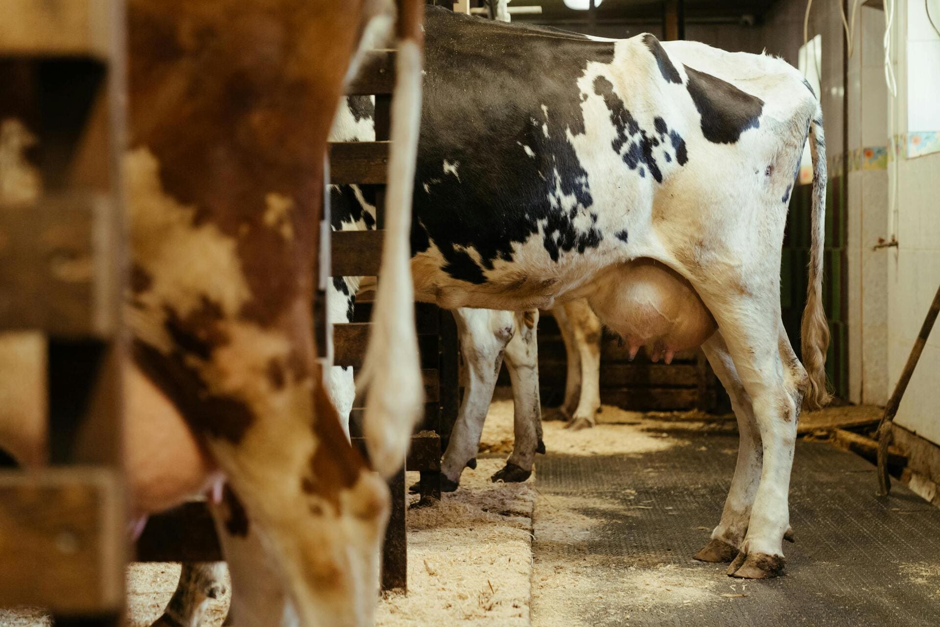 New Machine Learning Approach Revolutionizes Bovine Milk Production Forecasting