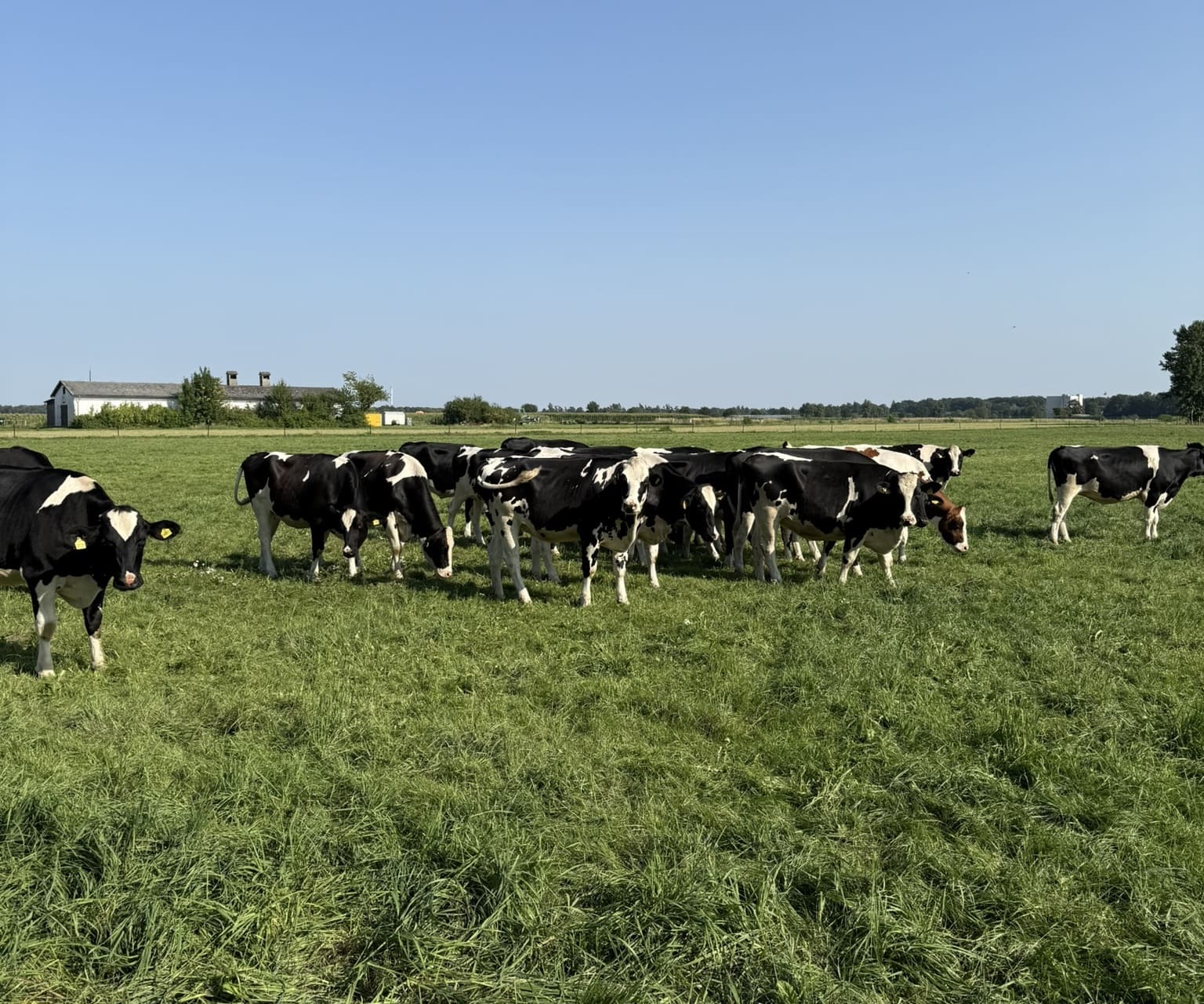 EU-LI-PHE Short Term Scientific Mission: Eseró Padrón Tejera at Thünen Institute, Germany