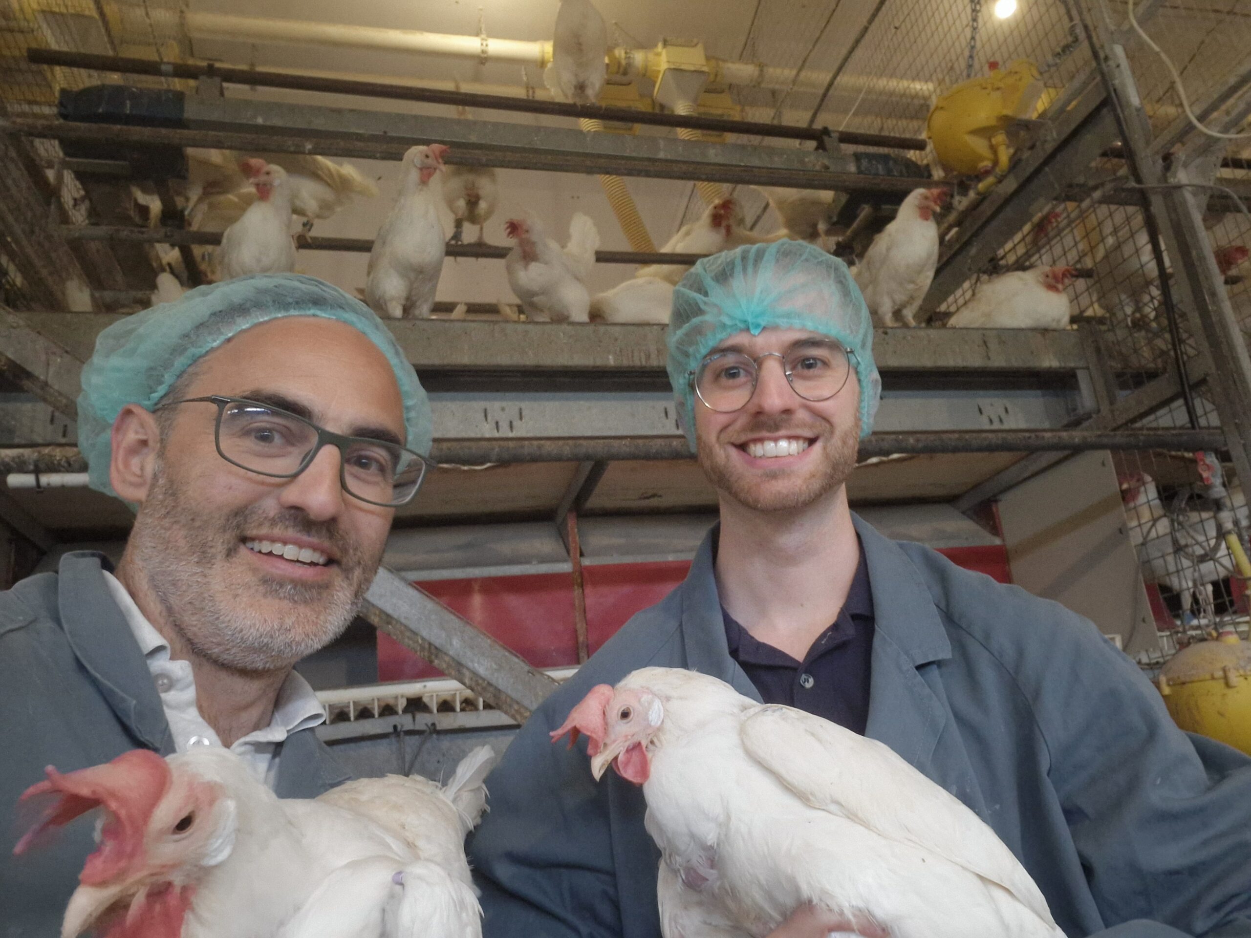 Exploring the Gut–Blood–Brain Axis Behind Behavioural Differences in Laying Hens